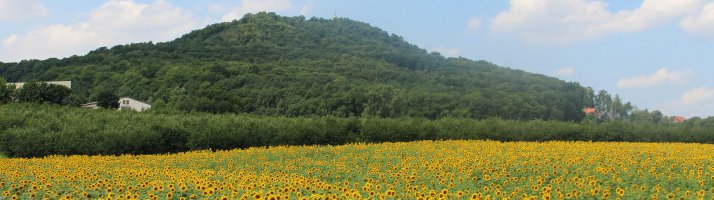 Stadtgut Görlitz Sommer_SonnenblumenLandeskrone.jpg