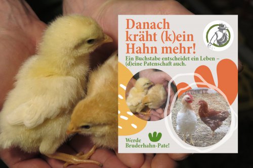 Werde Bruderhahn-Pate!