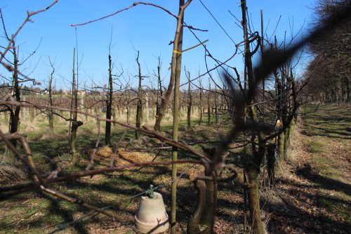 Öffentlicher Obstbaumschnitt in Hilbersdorf