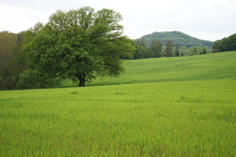  Eiche.jpg