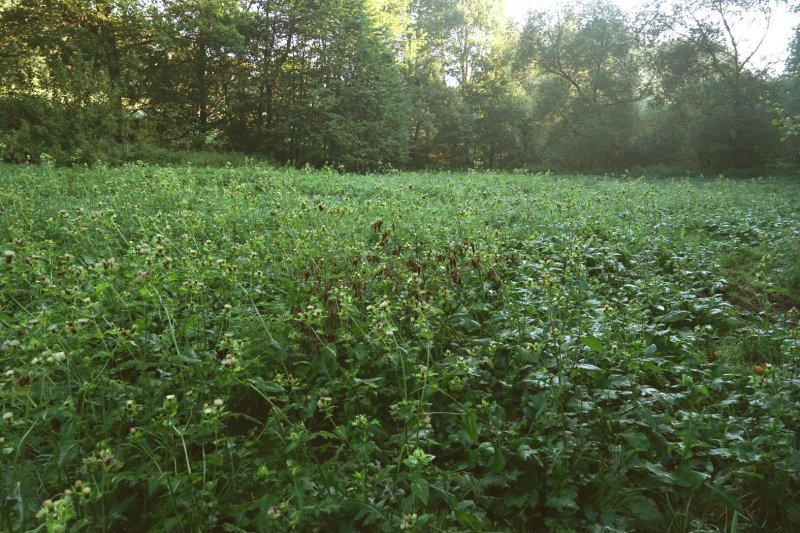  Kohldistelwiese.jpg