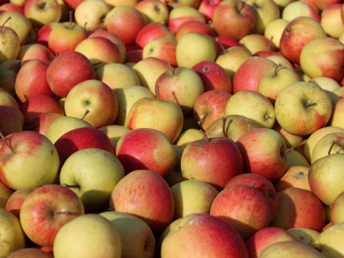 Reichlich reife Äpfel in Schirgiswalde