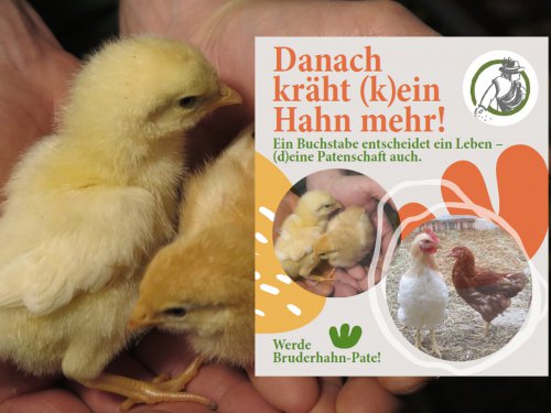 Werde Bruderhahn-Pate!