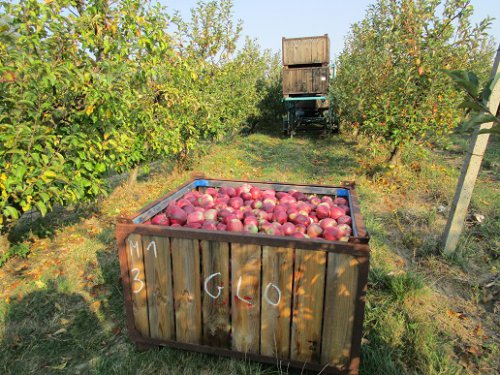 In Sack und Kisten: Die Apfelernte 2018!