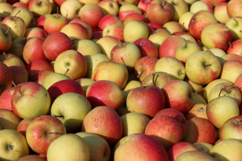 Apfelpflückglück in Schirgiswalde